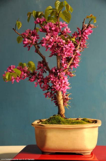 Bonsai en flor Madrid. Spain Flower Bonsai  0567